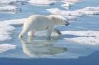 Norway, Svalbard. Polar bear male on ice floe. Coastal Print
